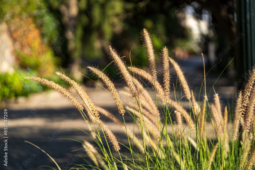 Beautiful golden grasses set on a blurry background. Beautiful golden grasses set on a blurry background.