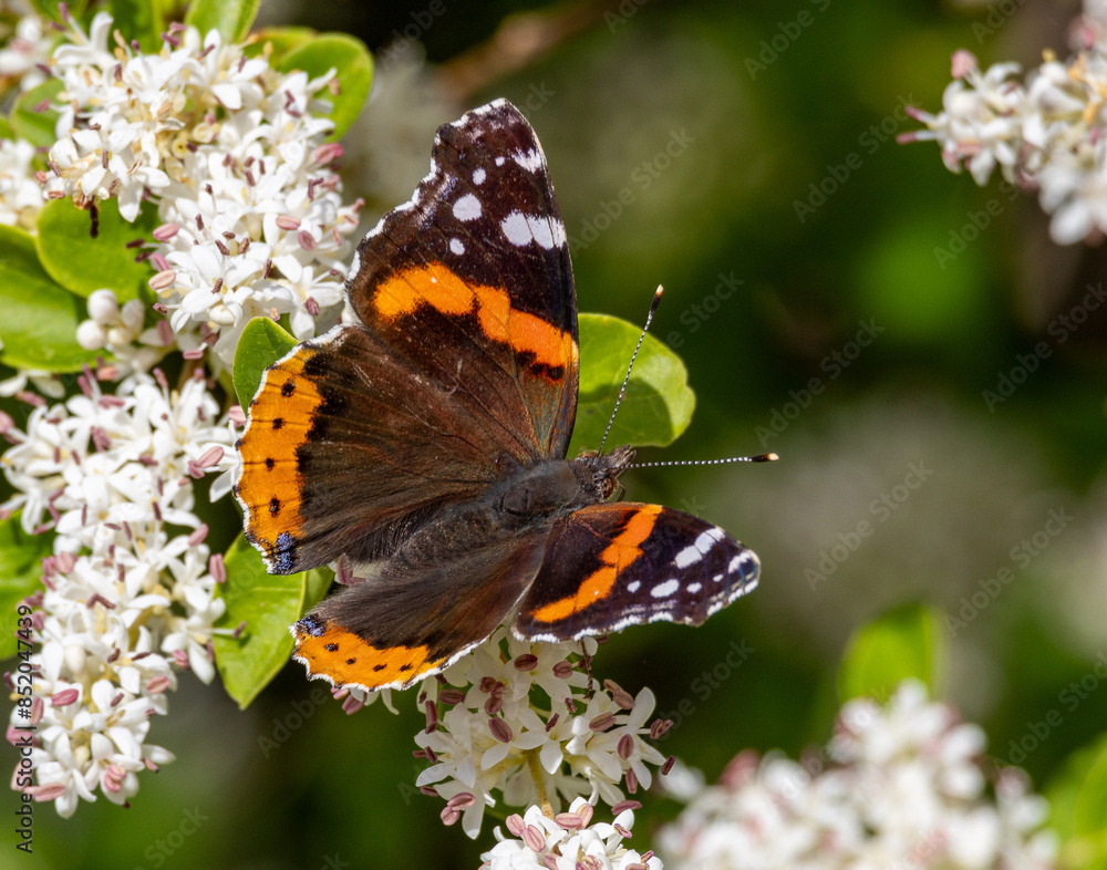 butterfly on flower