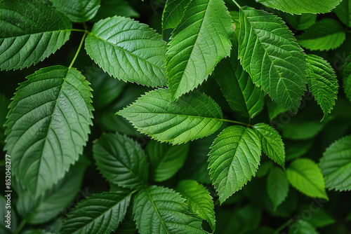 Close Up of a Green Leafy Plant