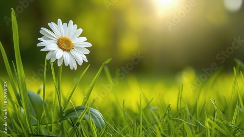 White Flower With Yellow Center in Grass
