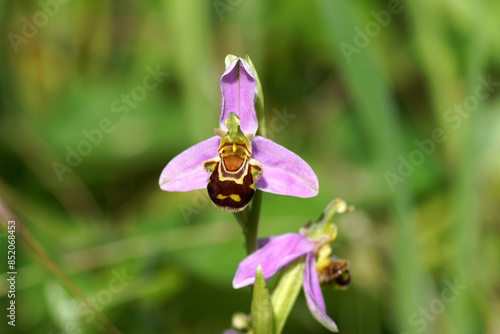 Close up flower of a bee orchid Ophrys apifera. Family Orchidaceae. Faded green background. Summer, June, France photo