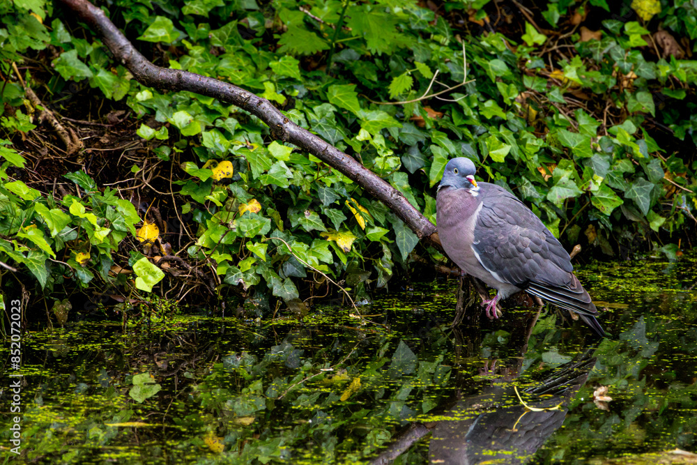 Fototapeta premium Woodpigeon sits on a branch by the lake in the reeds, wanting to drink water. In Edinburgh, Scotland