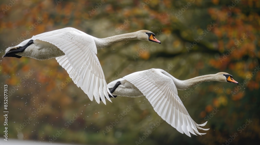 Mute swans flying swiftly with outstretched wings Viewing from the side up close Species Cygnus olor Mute swans flying swiftly with outstretched wings Viewing from the side up close Species Cygnus olor