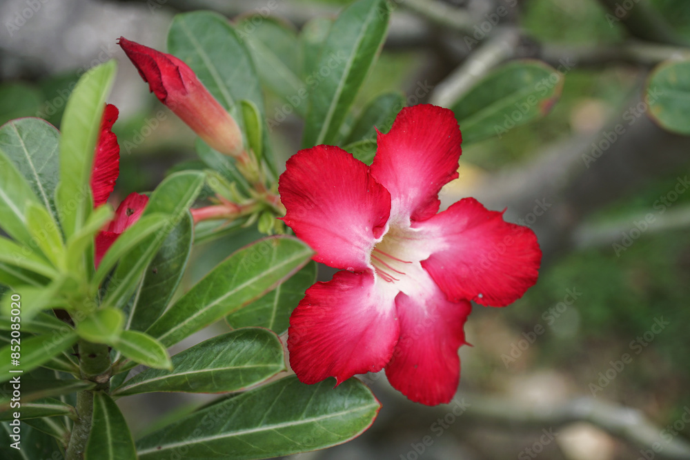 Beautiful red frangipani flowers on a dark background. Tropical plants and flowers in Asia. Beautiful red frangipani flowers on a dark background. Tropical plants and flowers in Asia.