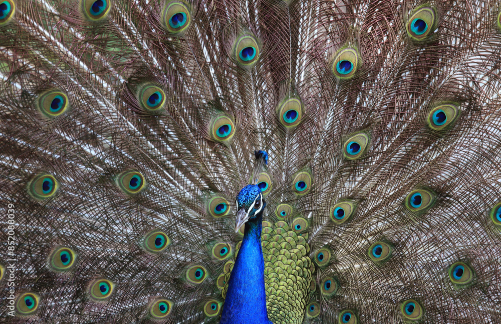 Obraz premium The Indian peafowl (male) at ZOO in Landau in der Pfalz