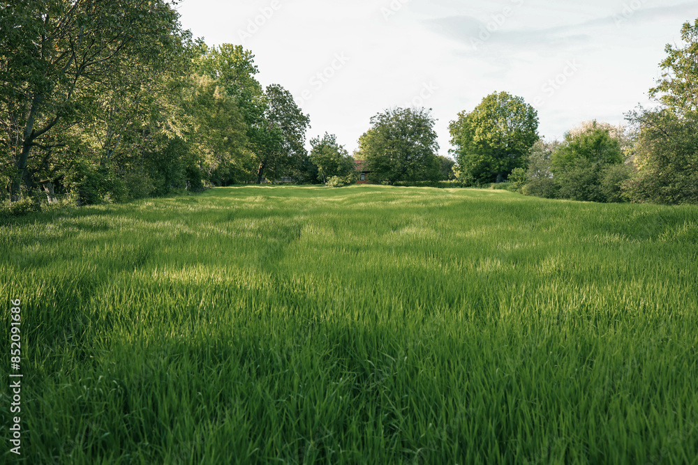 Fototapeta premium Green meadows with blue sky and clouds background