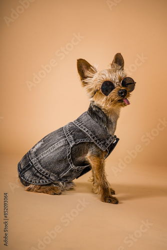 Perro Yorkshire vestido de rockero con gafas de sol y chaleco cuerpo entero