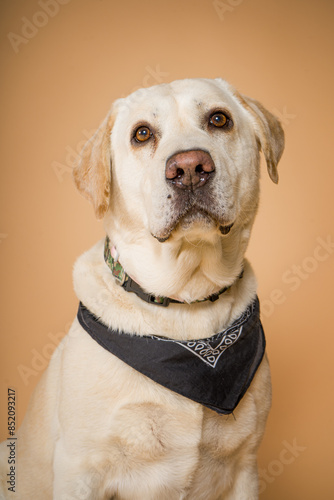 Obraz na płótnie Perro labrador en fondo marrón