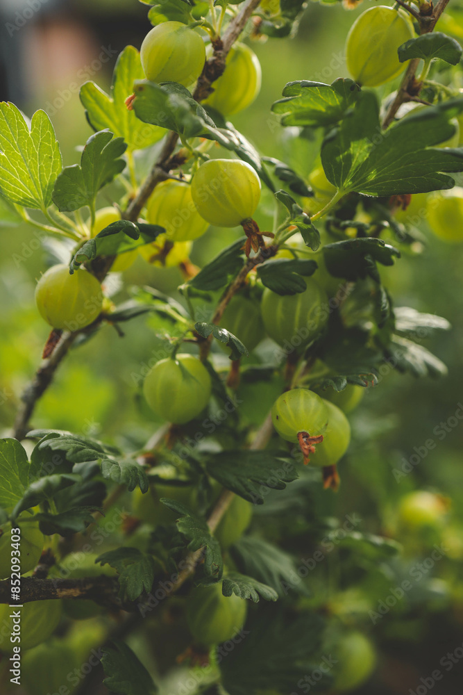 Branch with sweet ripe green gooseberries (agrus) in the garden Branch with sweet ripe green gooseberries (agrus) in the garden