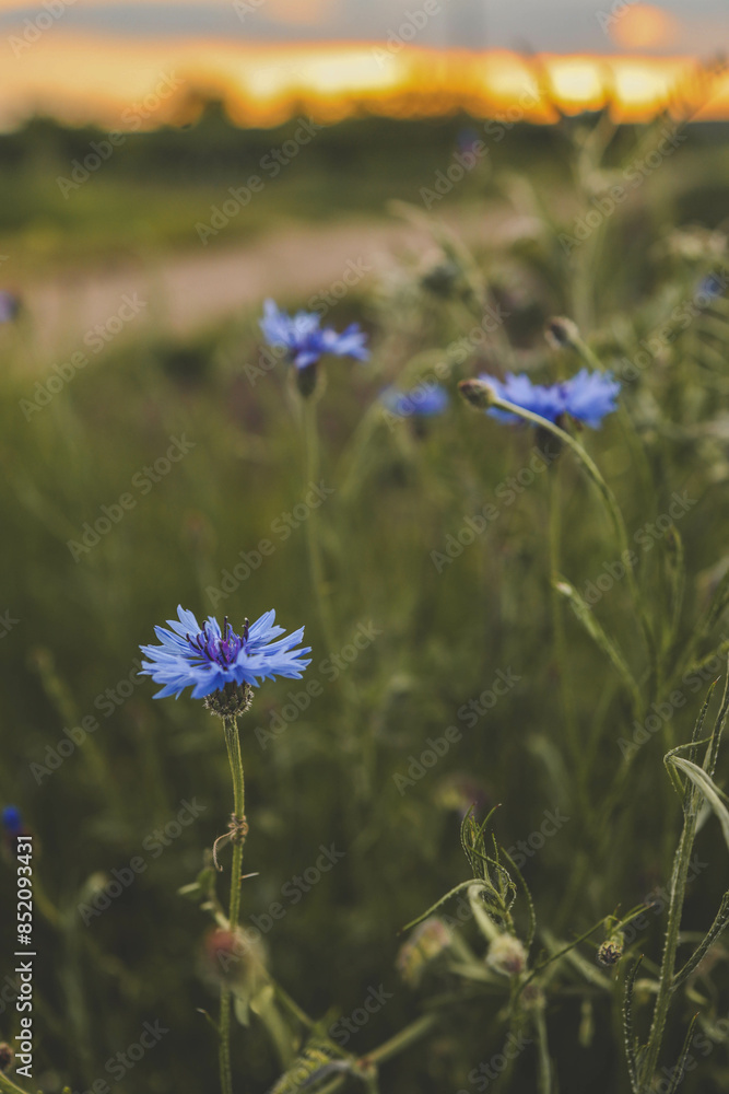 field of flowering cornflowers, summer meadow of blue cornflowers. natural floral background