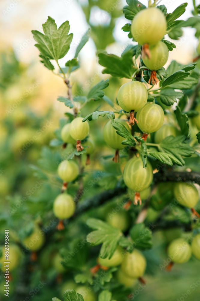 Branch with sweet ripe green gooseberries (agrus) in the garden Branch with sweet ripe green gooseberries (agrus) in the garden