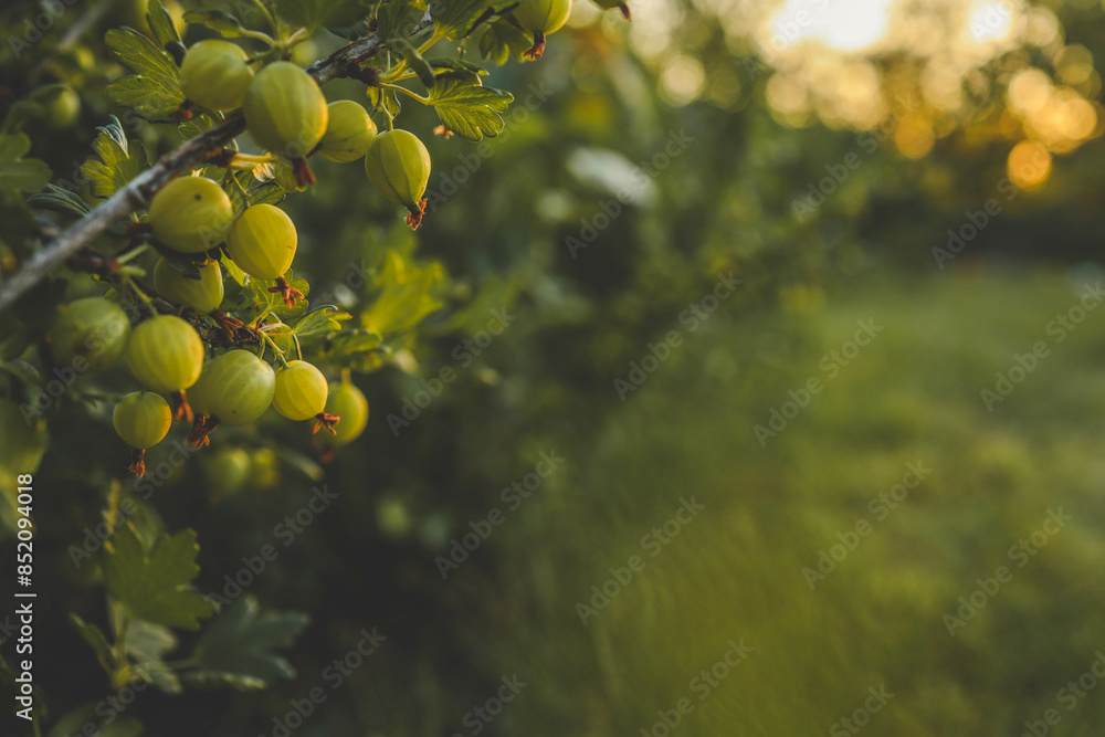 Branch with sweet ripe green gooseberries (agrus) in the garden Branch with sweet ripe green gooseberries (agrus) in the garden