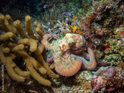 Caribbean reef octopus (Octopus briareus) hunting on a coral reef during a night dive near Cozumel, Mexico.  Underwater photography and travel.