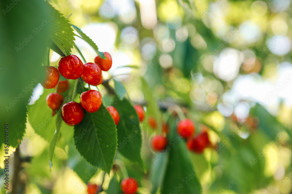 Fototapeta premium ripe sweet cherries on a tree in the garden
