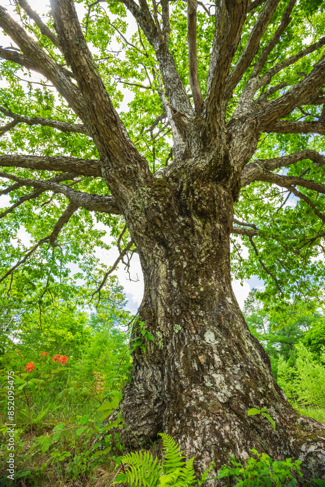 old oak tree old oak tree