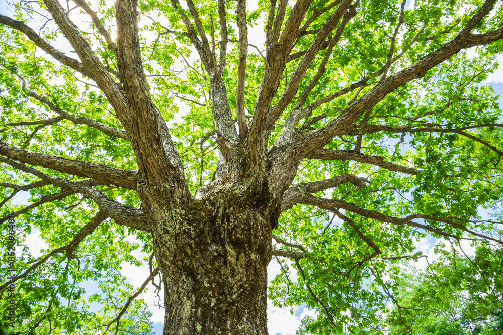 tree in the forest tree in the forest