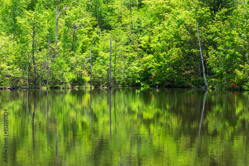 lake in the forest