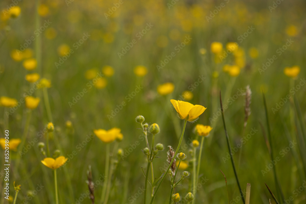 Obraz premium Butterblumen, Hahnenfuß