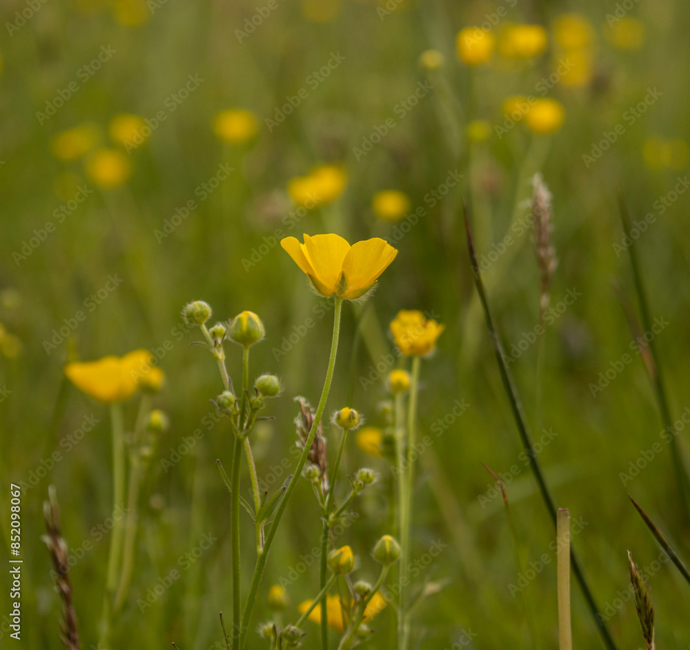Fototapeta premium Butterblumen, Hahnenfuß