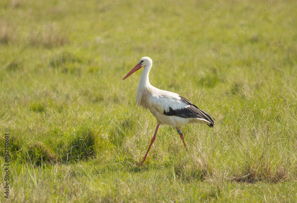 Fototapeta premium Storch auf Wiese