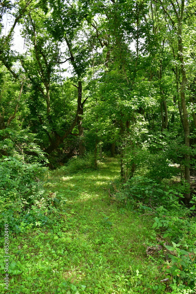 Fototapeta premium Path in a Forest