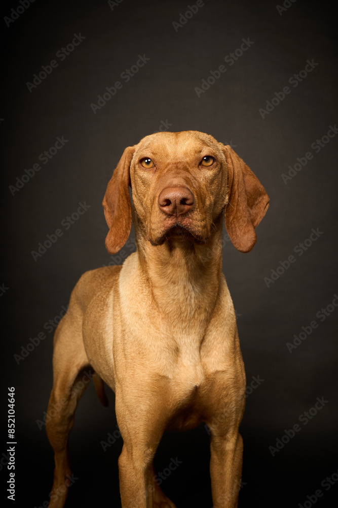 Perro Braco de Weimar marrón sobre fondo negro mirando Perro Braco de Weimar marrón sobre fondo negro mirando