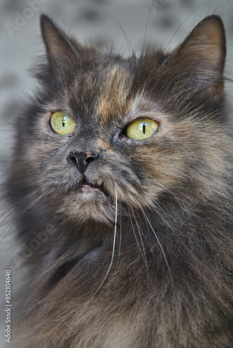 Retrato close-up de gato con los ojos verdes