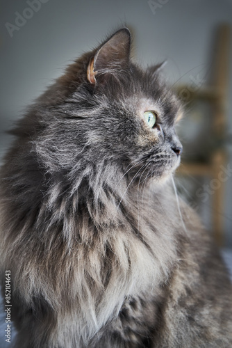 Gato mirando de lado