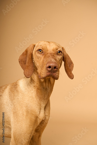 Retrato de Braco de Weimar sobre fondo marrón