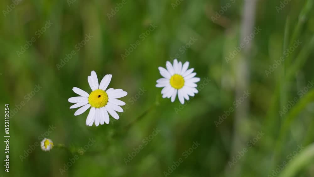CloseUp of Daisy Flowers in Green Field Nature Stock Photo with blossoming flowers CloseUp of Daisy Flowers in Green Field Nature Stock Photo with blossoming flowers