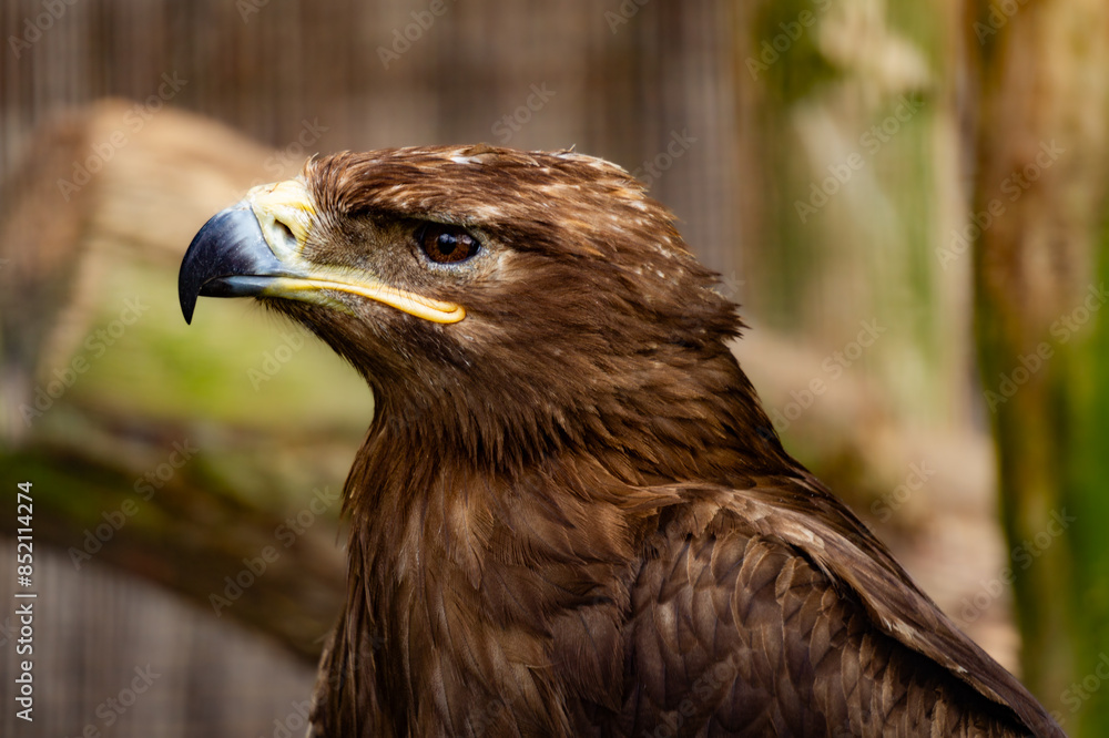 Fototapeta premium Steppe eagle, symbol of freedom, bird of prey 