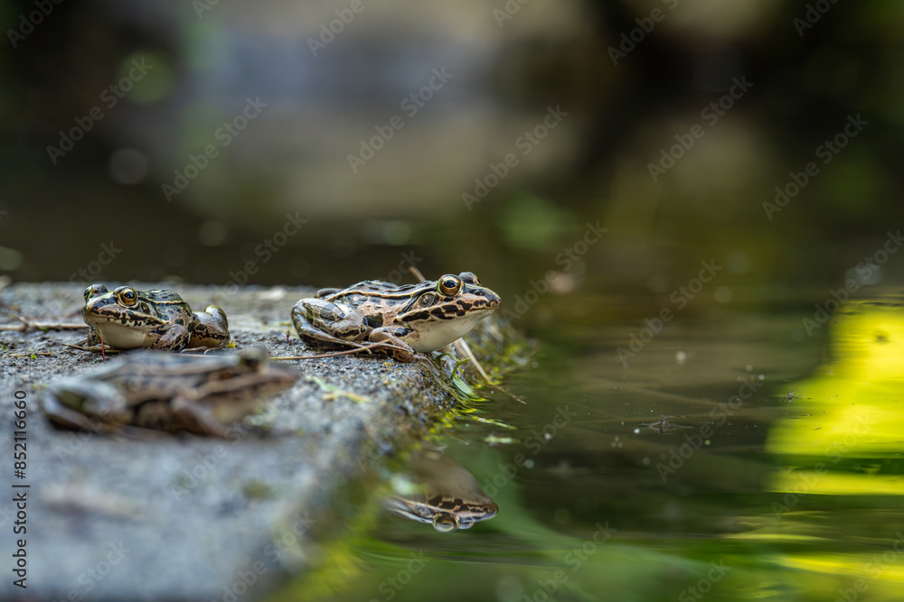 水辺で生活するトノサマガエル 水辺で生活するトノサマガエル