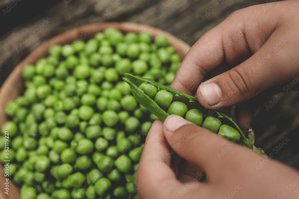Green Peas. Green background. Green pea top view copy space. Fresh organic green peas. Vegetable harvesting. Beautiful close up of fresh peas and pea pods. Healthy vegetarian food Green Peas. Green background. Green pea top view copy space. Fresh organic green peas. Vegetable harvesting. Beautiful close up of fresh peas and pea pods. Healthy vegetarian food