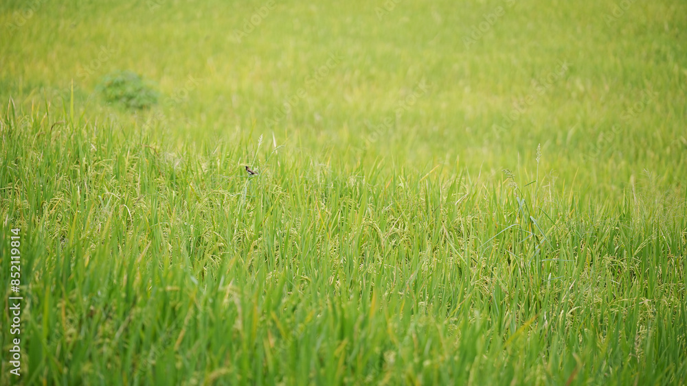Paddies fields in the farmland, Garut, West Java, Indonesia Paddies fields in the farmland, Garut, West Java, Indonesia