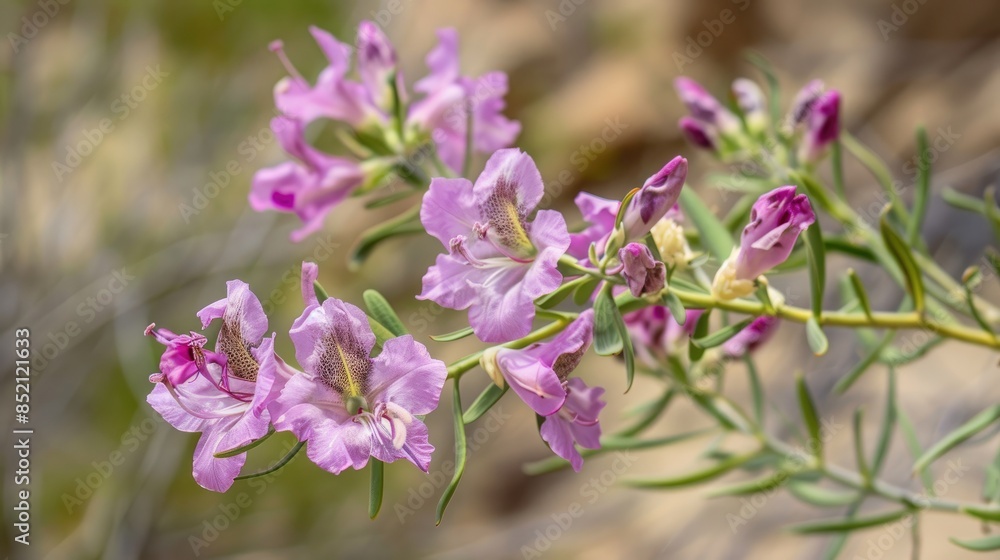 Flowering of the Desert Willow Chilopsis linearis Flowering of the Desert Willow Chilopsis linearis