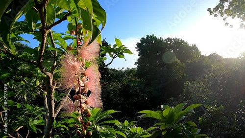 朝日、太陽の光で神々しいサガリバナ