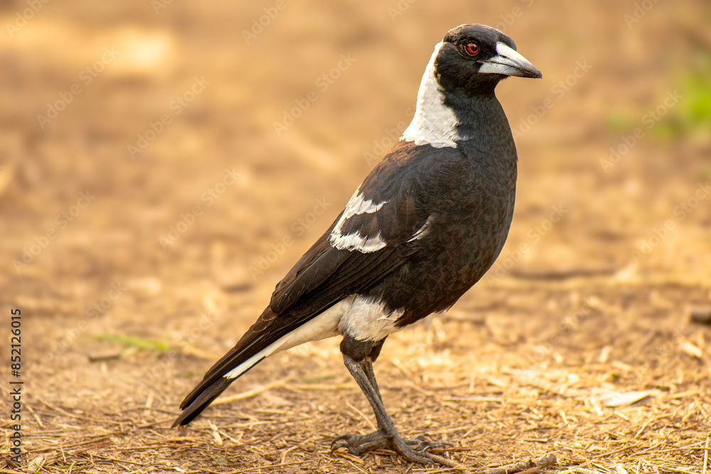 The Australian magpie is a black and white passerine bird native to Australia and southern New Guinea, and introduced to New Zealand, and the Fijian island of Taveuni. The Australian magpie is a black and white passerine bird native to Australia and southern New Guinea, and introduced to New Zealand, and the Fijian island of Taveuni.