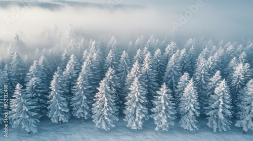 A misty pine forest from above, covered in a light layer of frost, creating a winter wonderland effect