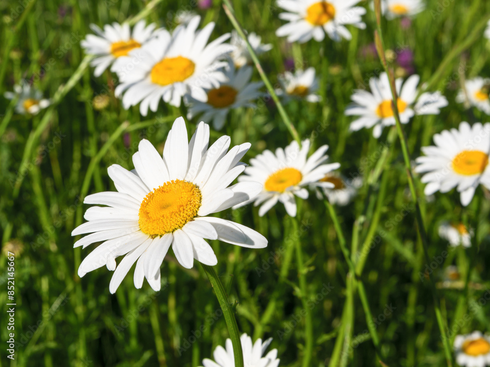 Fototapeta premium A closeup of white daisies with yellow centers blooming in a green summer field.