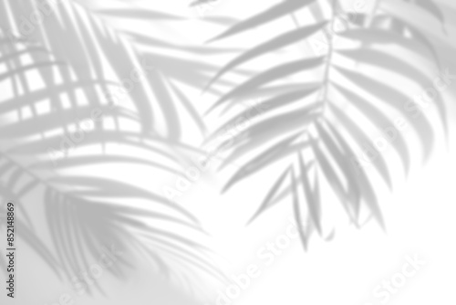 Shadows of tropical palm leaves coming through the window projected on a white wall.