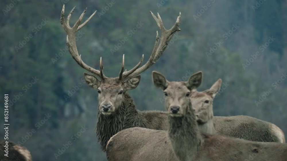 A majestic herd of deer in the forest. A majestic herd of deer in the forest.