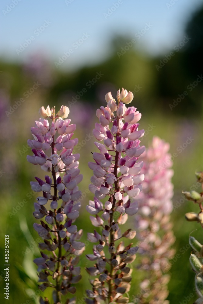 Obraz premium Blooming wildflowers, walking in the fields.