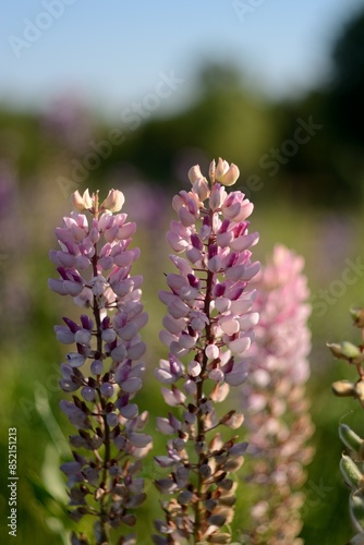 Blooming wildflowers, walking in the fields.