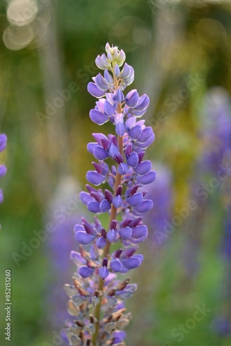 Blooming wildflowers, walking in the fields.