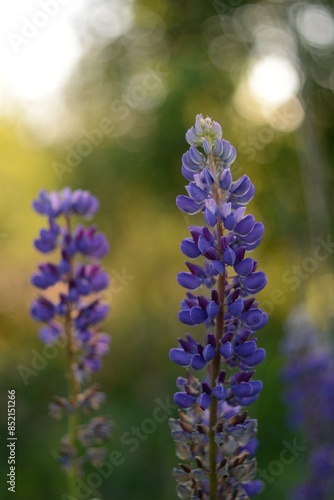 Blooming wildflowers, walking in the fields.