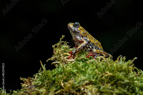 Painted Reed Frog or Spotted Tree Frog. photo