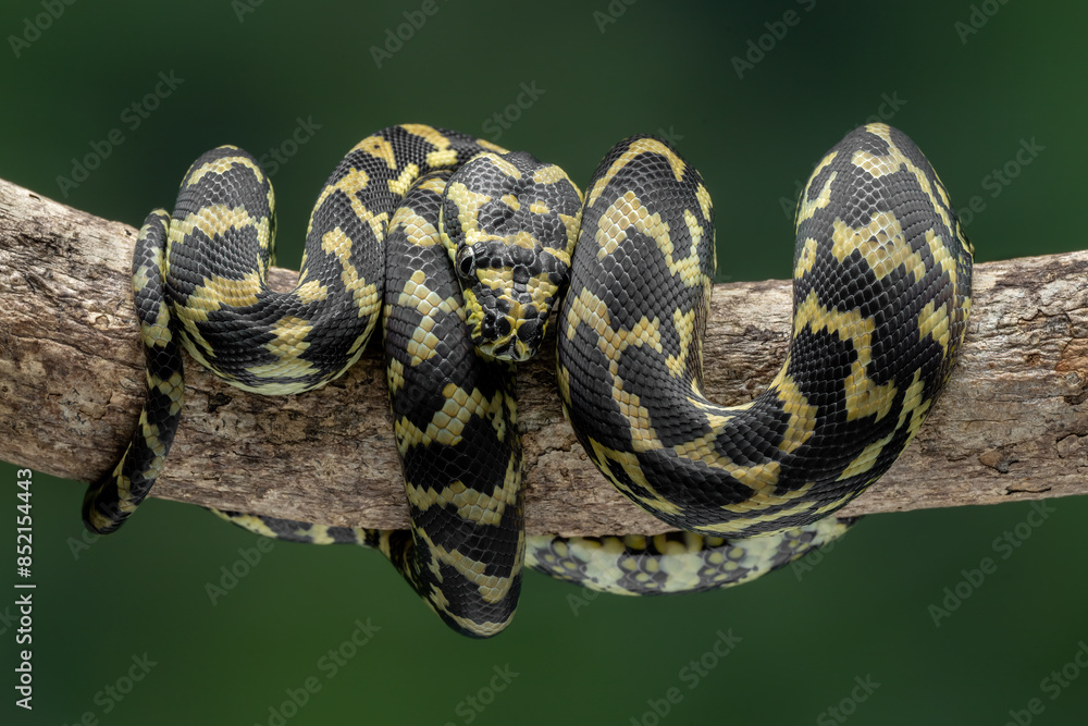 The Jungle Carpet Python (Morelia spilota cheynei) is a striking and ...