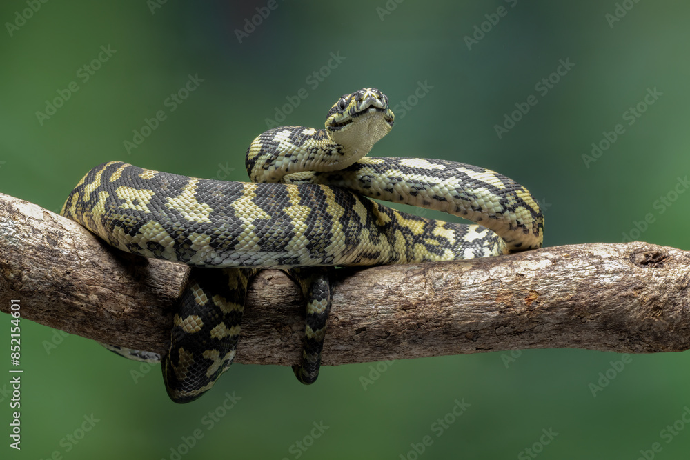 The Jungle Carpet Python (Morelia spilota cheynei) is a striking and ...