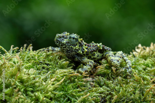 Vietnamese Mossy Frog (Theloderma corticale) or Tonkin Bug-eyed Frog is camouflaged on mossy wood. photo