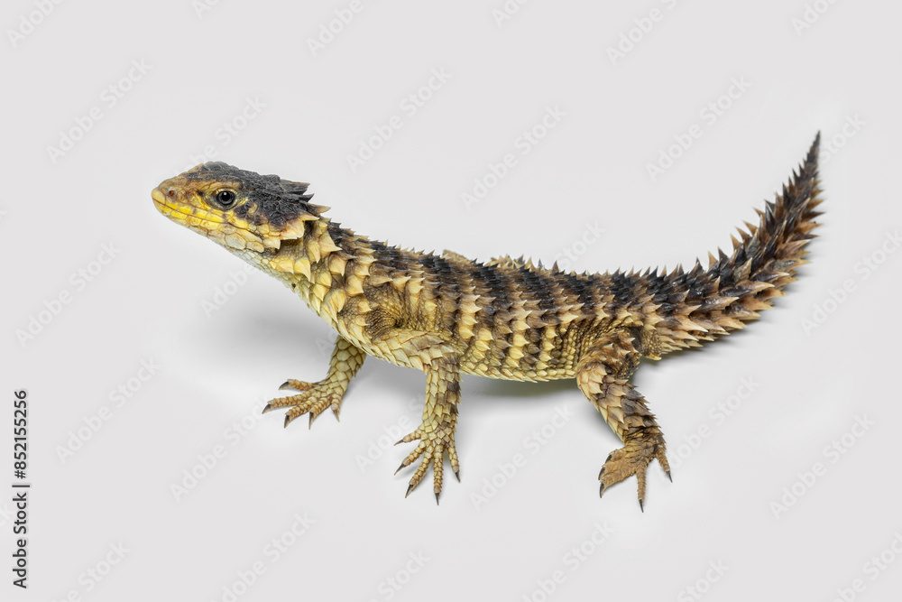 Naklejka premium The Sungazer (Smaug giganteus) is a species of lizard from sub-Saharan Africa.